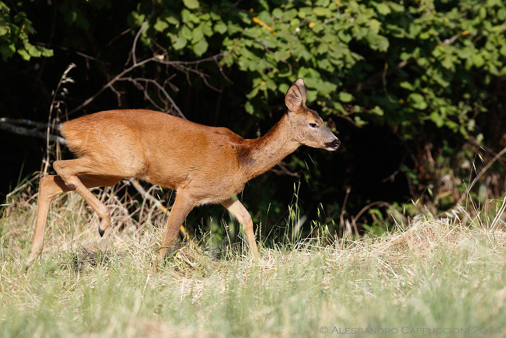 Capriolo (Capreolus capreolus): Capriolo (Capreolus capreolus)