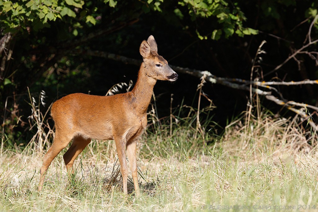 Capriolo (Capreolus capreolus): Capriolo (Capreolus capreolus)