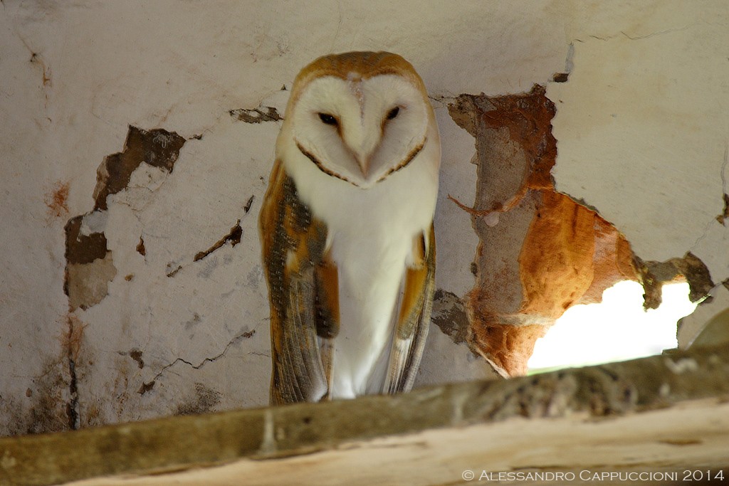 Barbagianni (Tyto alba): Barbagianni (Tyto alba)