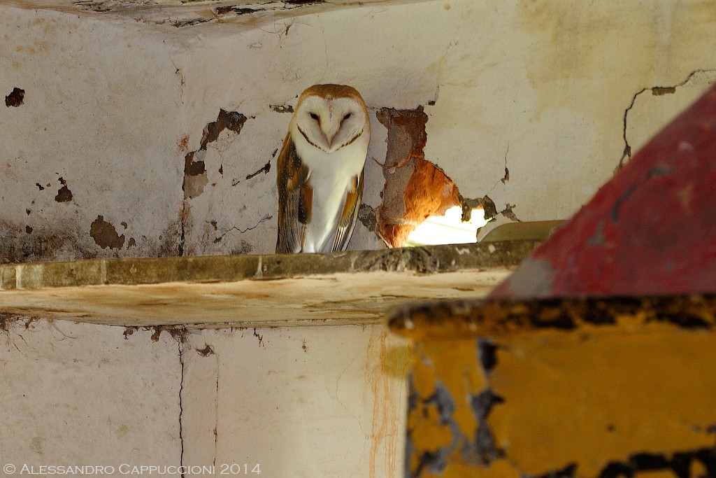 Barbagianni (Tyto alba): Barbagianni (Tyto alba)