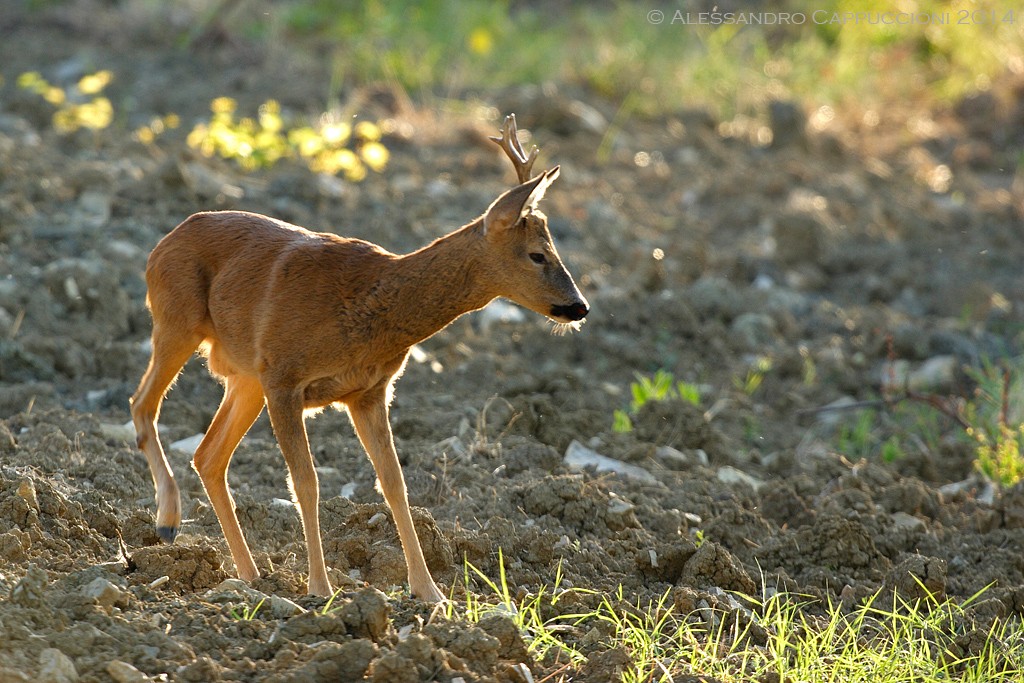 Capriolo (Capreolus capreolus): Capriolo (Capreolus capreolus)