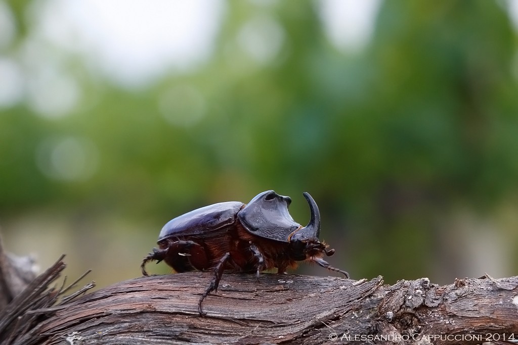 Scarabeo rinoceronte (Oryctes nasicornis: Scarabeo rinoceronte (Oryctes nasicornis)