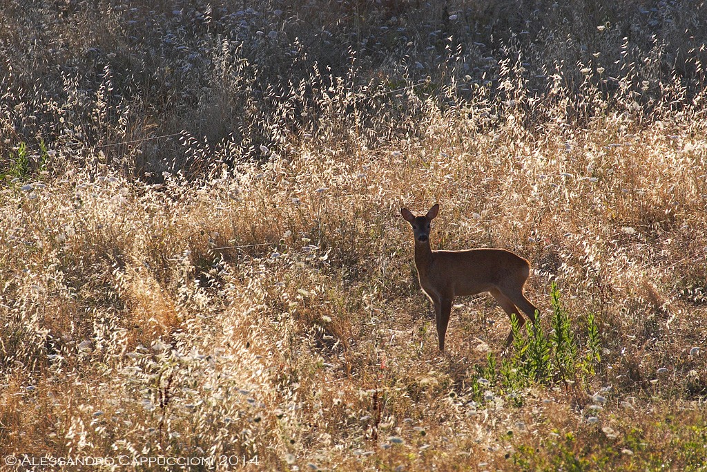 Capriolo (Capreolus capreolus): Capriolo (Capreolus capreolus)