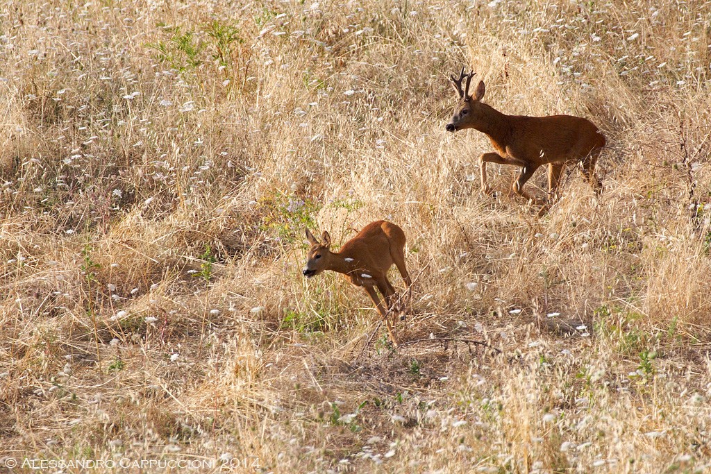 Capriolo (Capreolus capreolus): Capriolo (Capreolus capreolus)