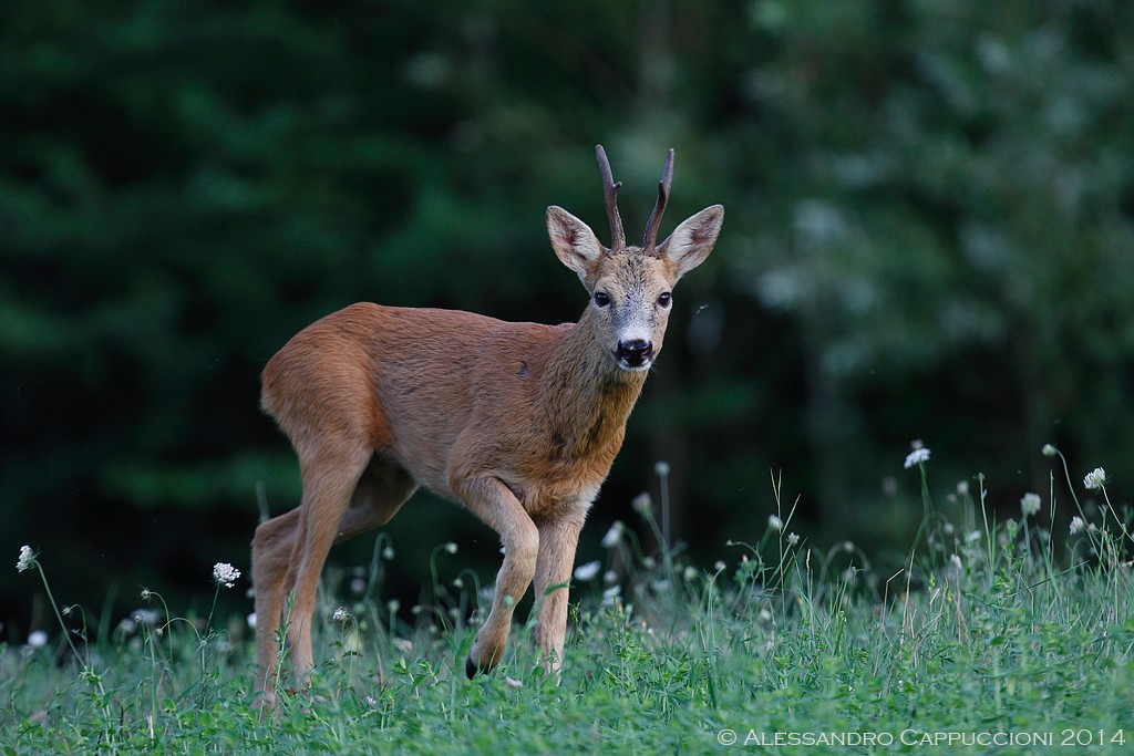 Capriolo, Foreste Casentinesi: Capriolo, Foreste Casentinesi