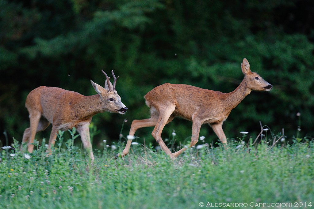 Capriolo (corteggiamento): Capriolo (corteggiamento) 