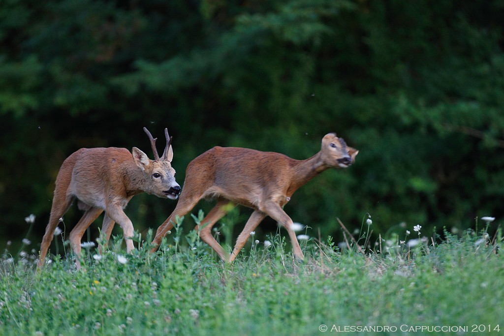 Capriolo (corteggiamento): Capriolo (corteggiamento) 