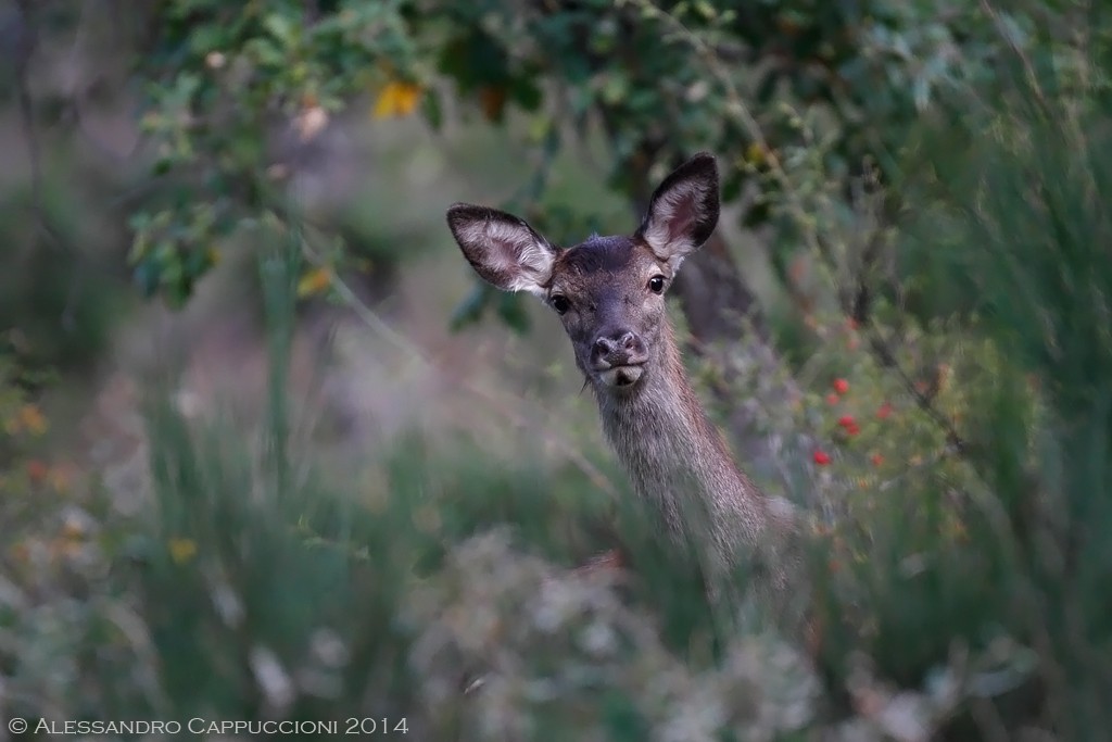 Cervus elaphus Foreste Casentinesi: Cervus elaphus Foreste Casentinesi