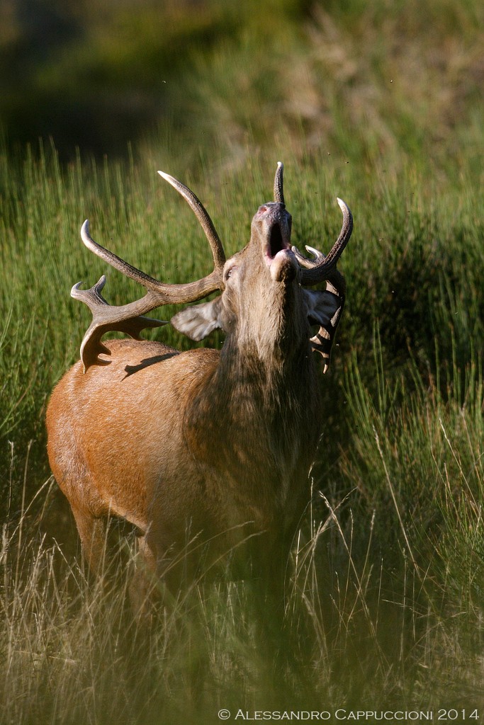 Cervus elaphus, Foreste Casentinesi: Cervus elaphus, Foreste Casentinesi