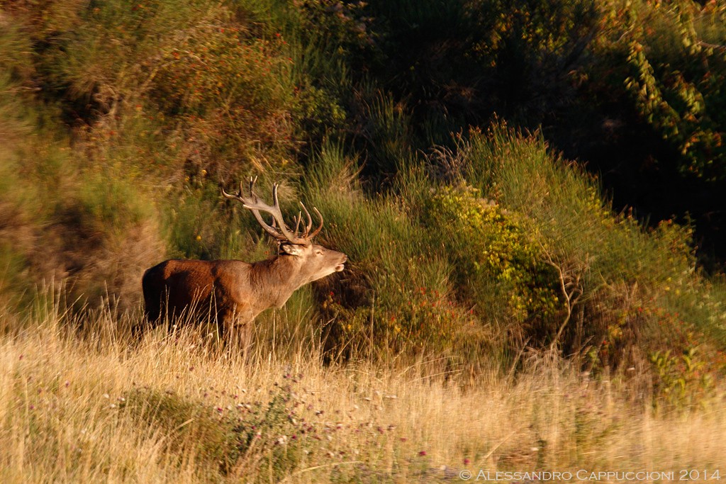 Cervus elaphus, Foreste Casentinesi: Cervus elaphus, Foreste Casentinesi