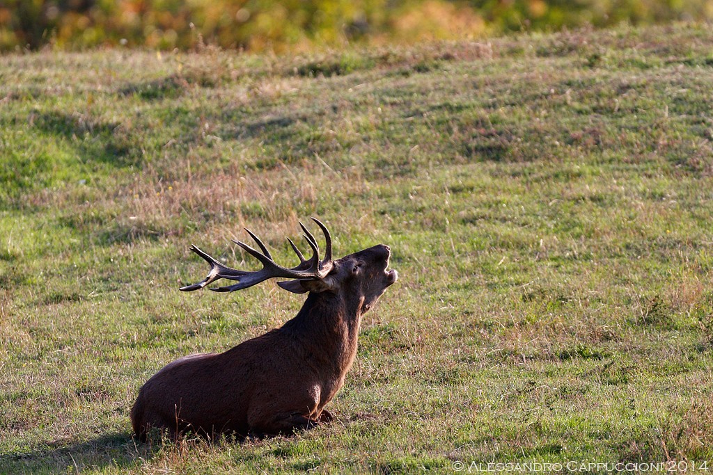 Cervus elaphus, Foreste Casentinesi: Cervus elaphus, Foreste Casentinesi