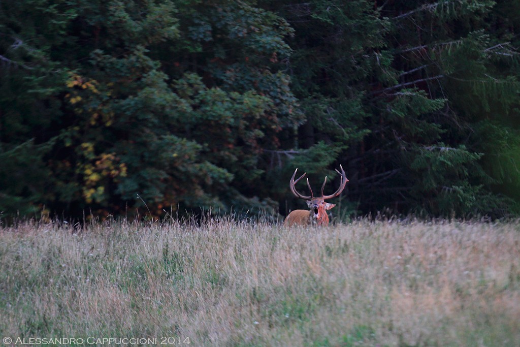 Cervus elaphus, Foreste Casentinesi: Cervus elaphus, Foreste Casentinesi