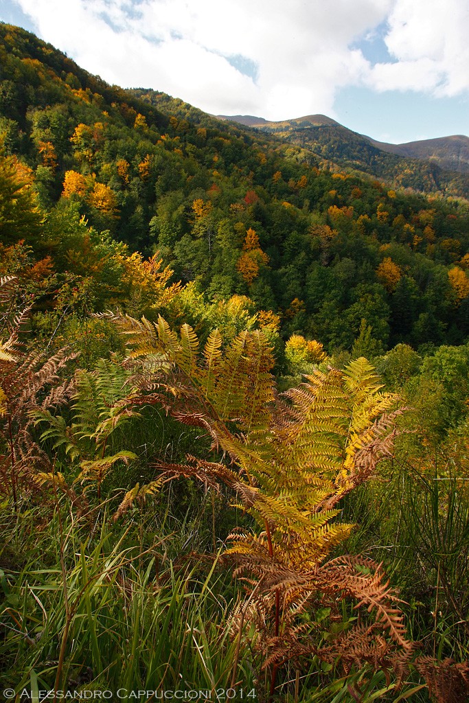 Colori d'Autunno, Foreste Casentinesi: Colori d'Autunno, Foreste Casentinesi