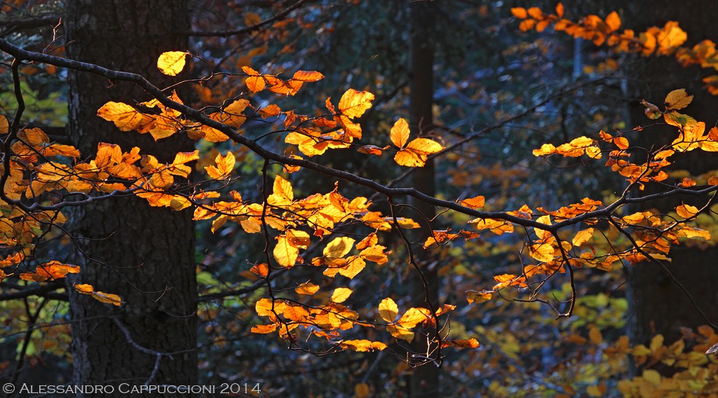 Luci nella foresta, Vallombrosa: Luci nella foresta, Vallombrosa