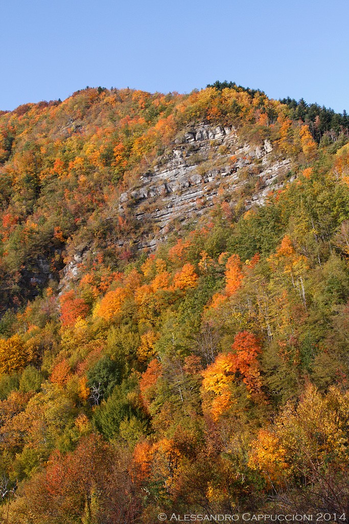 Colori d'Autunno, Foreste Casentinesi: Colori d'Autunno, Foreste Casentinesi