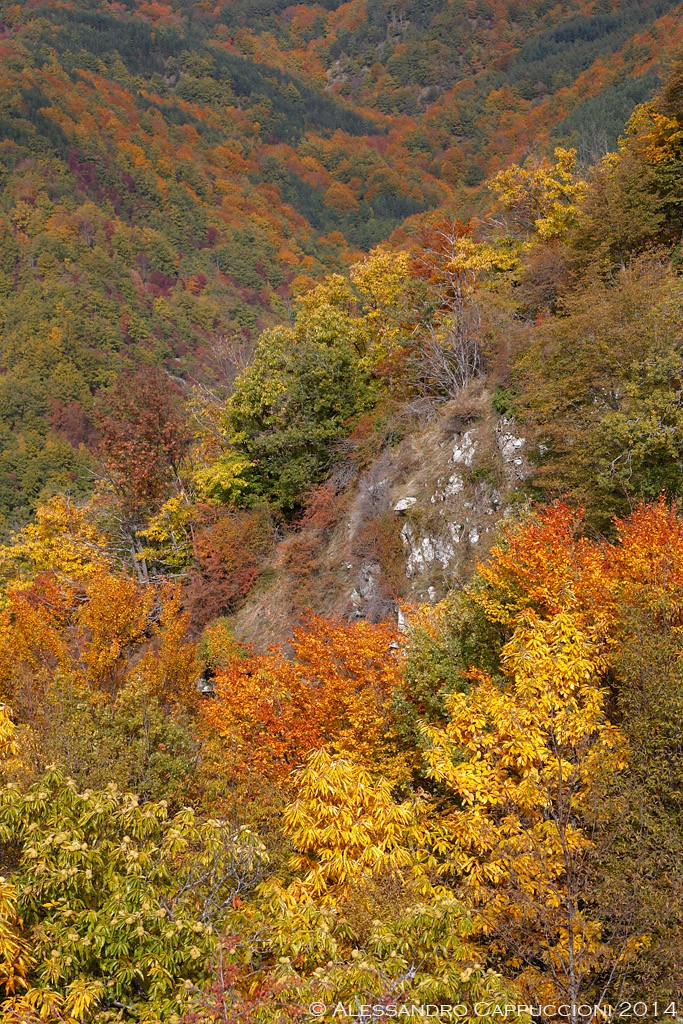 Colori d'Autunno, Foreste Casentinesi: Colori d'Autunno, Foreste Casentinesi