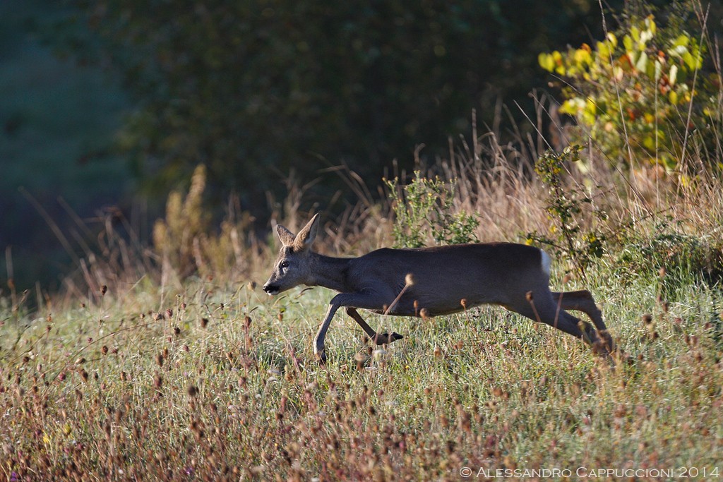 Capriolo (Capreolus capreolus): Capriolo (Capreolus capreolus)