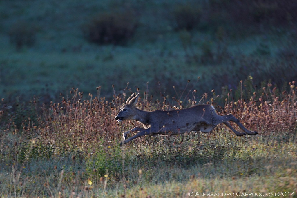 Capriolo (Capreolus capreolus): Capriolo (Capreolus capreolus)