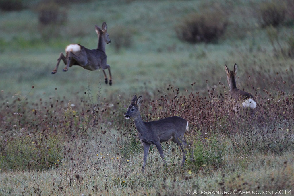 Capriolo (Capreolus capreolus): Capriolo (Capreolus capreolus)