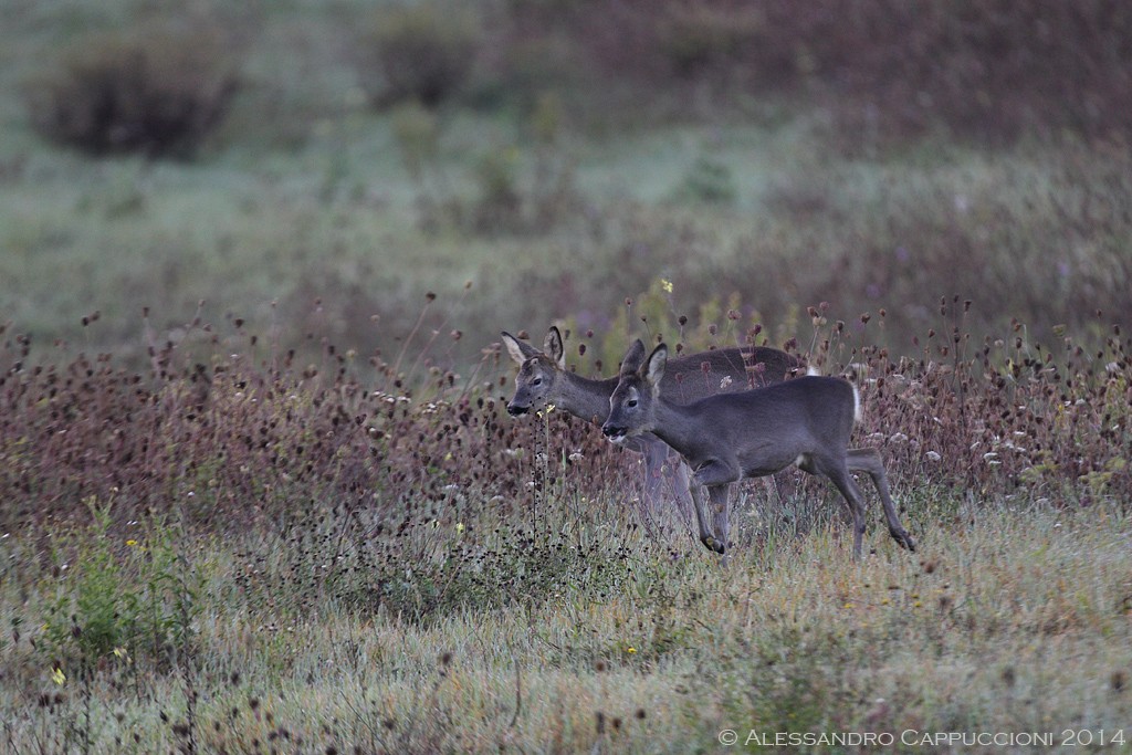 Capriolo (Capreolus capreolus): Capriolo (Capreolus capreolus)