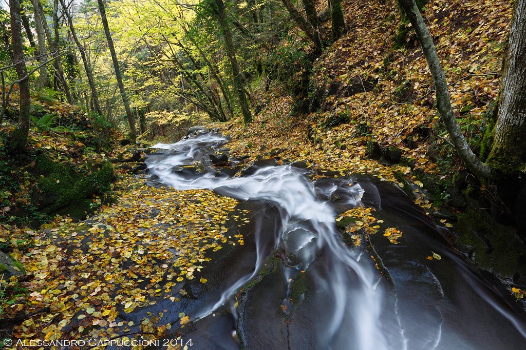 Autunno,  Foresta di Vallombrosa: Autunno,  Foresta di Vallombrosa