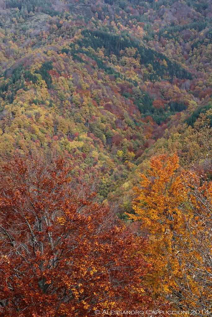 Autunno, Foreste Casentinesi: Autunno, Foreste Casentinesi