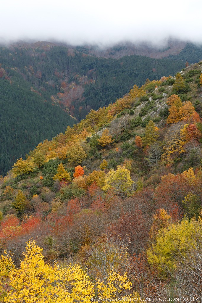 Autunno, Foreste Casentinesi: Autunno, Foreste Casentinesi