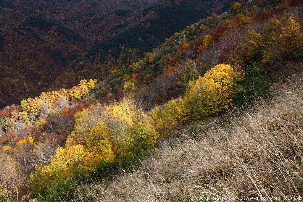 Autunno, Foreste Casentinesi: Autunno, Foreste Casentinesi