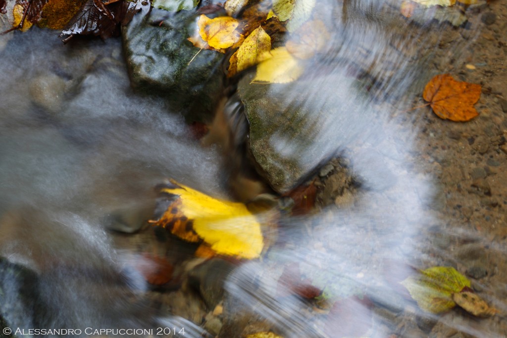 Acqua e colori Autunnali: Acqua e colori Autunnali