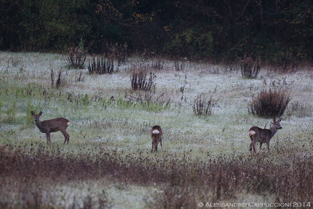 Capriolo (Capreolus capreolus): Capriolo (Capreolus capreolus)