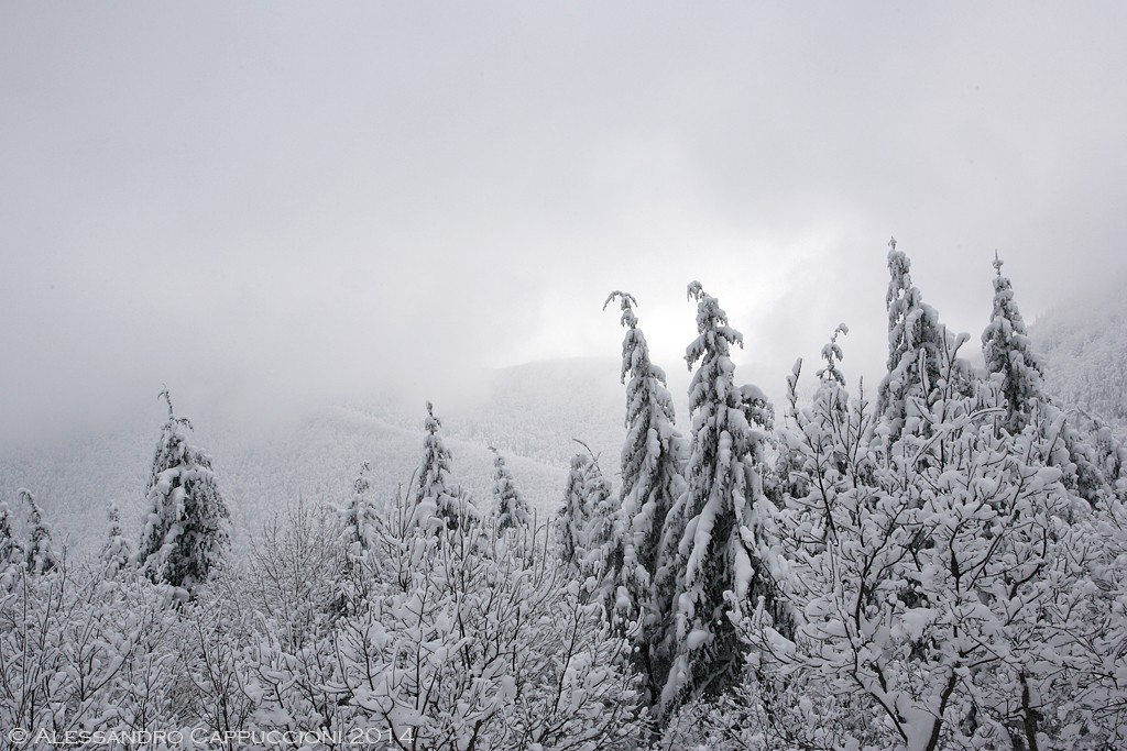 Foreste Casentinesi: Foreste Casentinesi