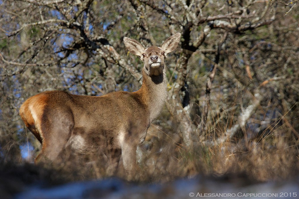 Cervus elaphus, Foreste Casentinesi: Cervus elaphus, Foreste Casentinesi