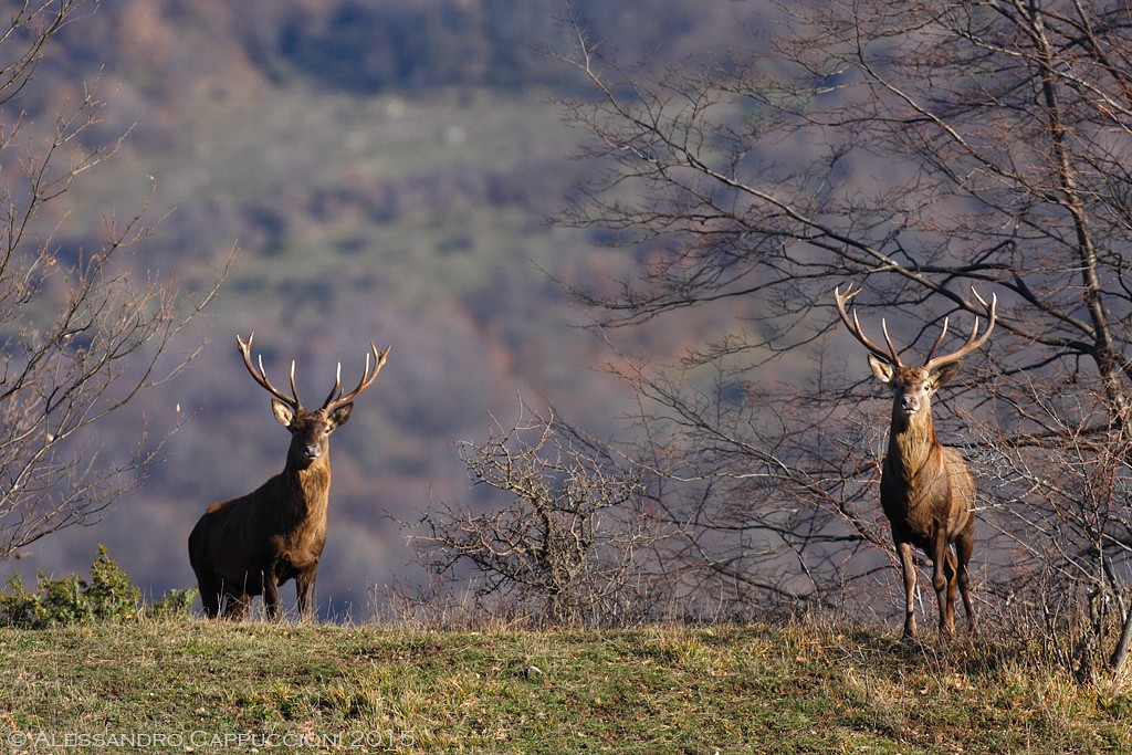 Cervus elaphus, Foreste Casentinesi: Cervus elaphus, Foreste Casentinesi