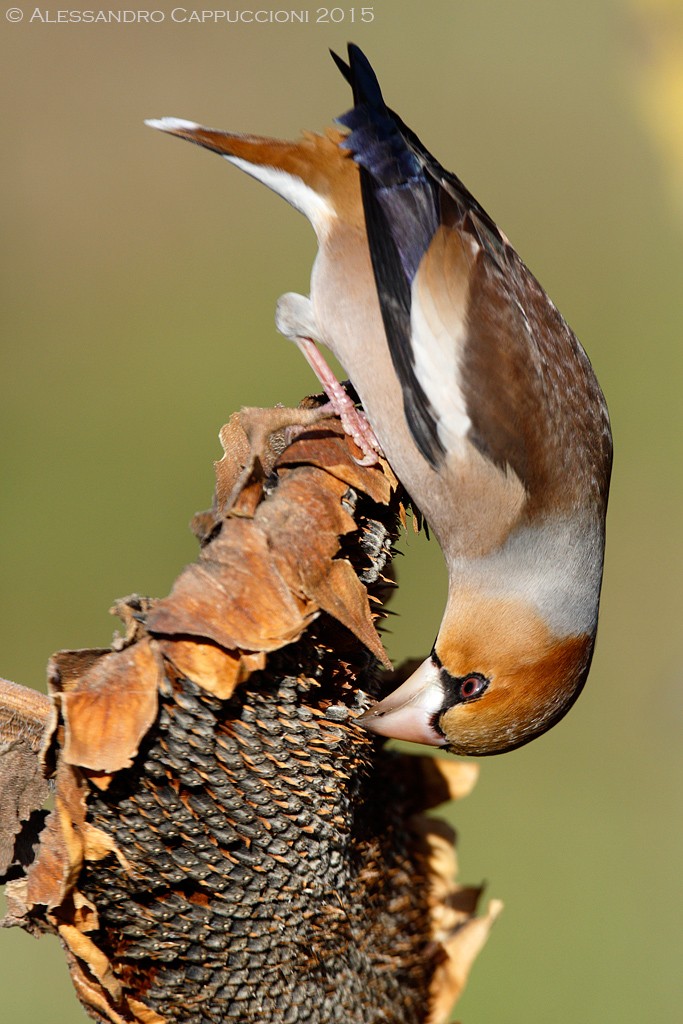 Frosone (Coccothraustes coccothraustes): Frosone (Coccothraustes coccothraustes)