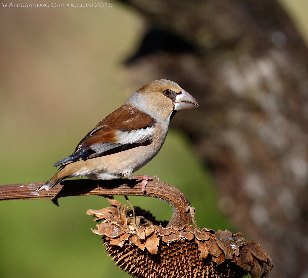 Frosone (Coccothraustes coccothraustes): Frosone (Coccothraustes coccothraustes)