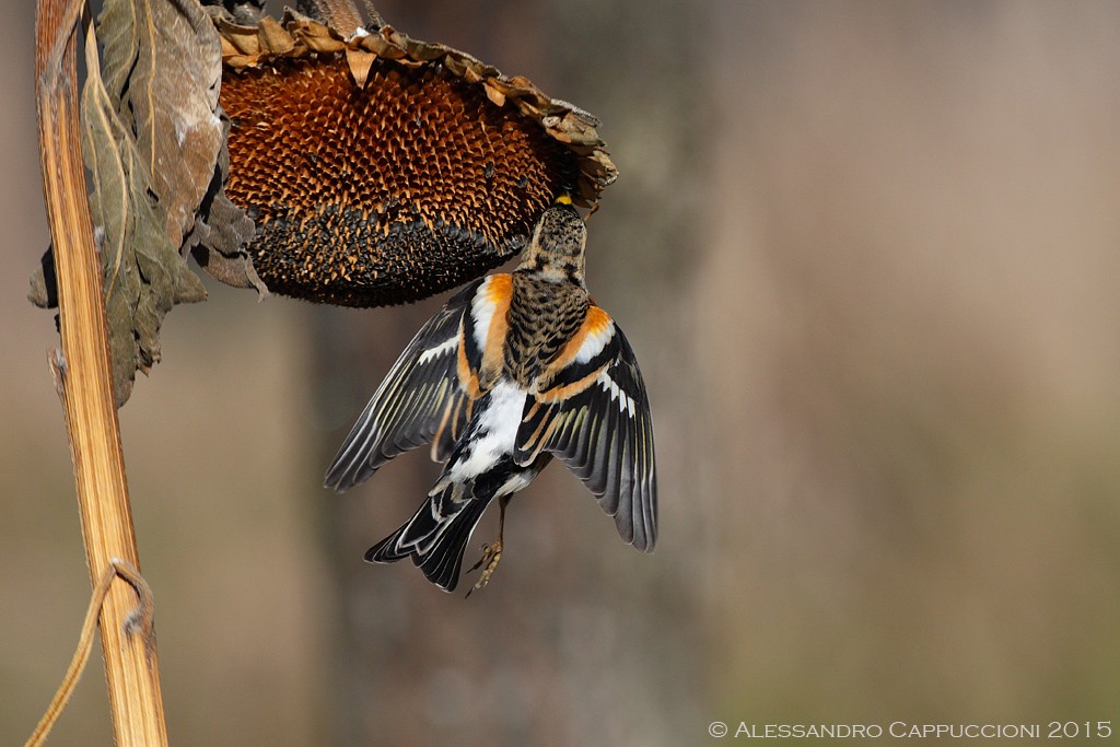 Peppola (Fringilla montifringilla): Peppola (Fringilla montifringilla)