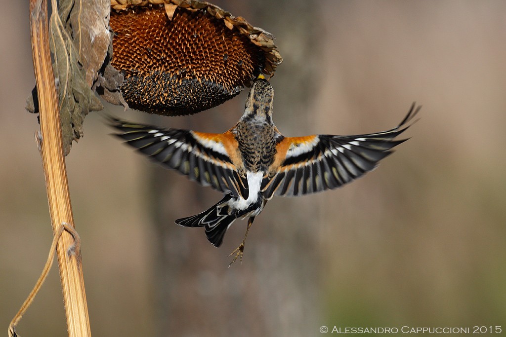 Peppola (Fringilla montifringilla): Peppola (Fringilla montifringilla)