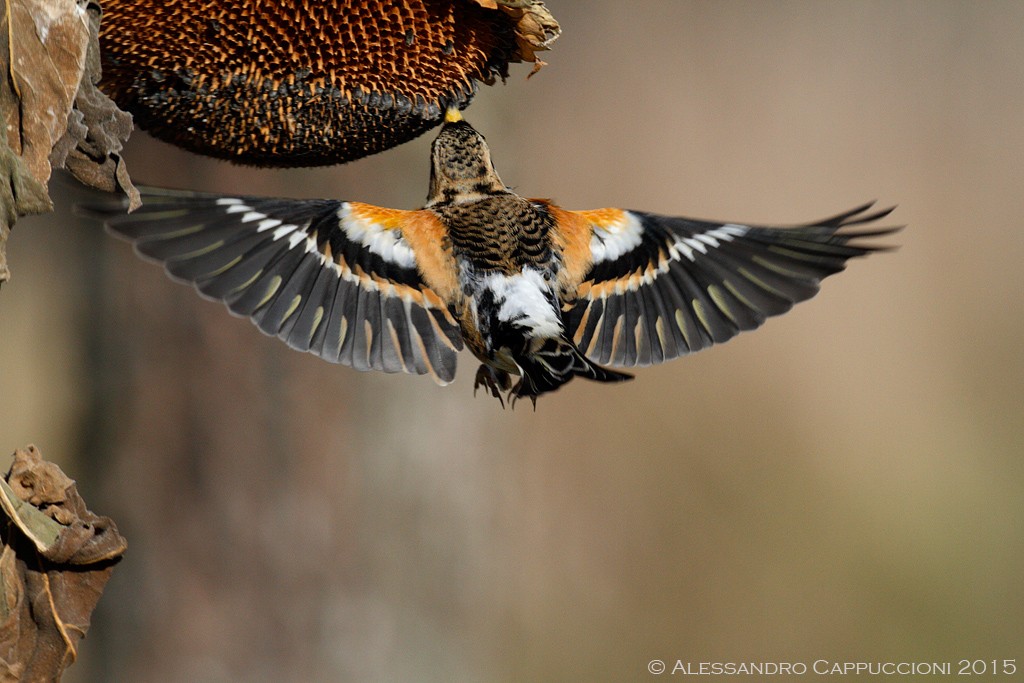 Peppola (Fringilla montifringilla): Peppola (Fringilla montifringilla)