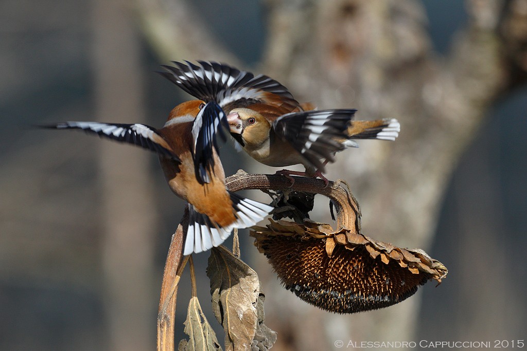 Frosone (Coccothraustes coccothraustes): Frosone (Coccothraustes coccothraustes)