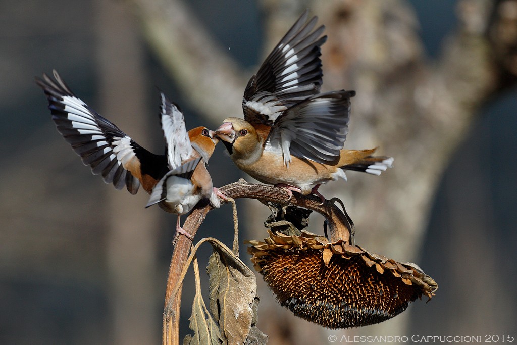 Frosone (Coccothraustes coccothraustes): Frosone (Coccothraustes coccothraustes)