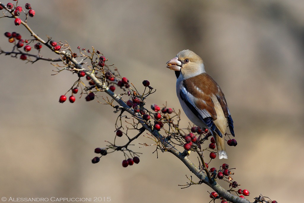 Frosone (Coccothraustes coccothraustes): Frosone (Coccothraustes coccothraustes)