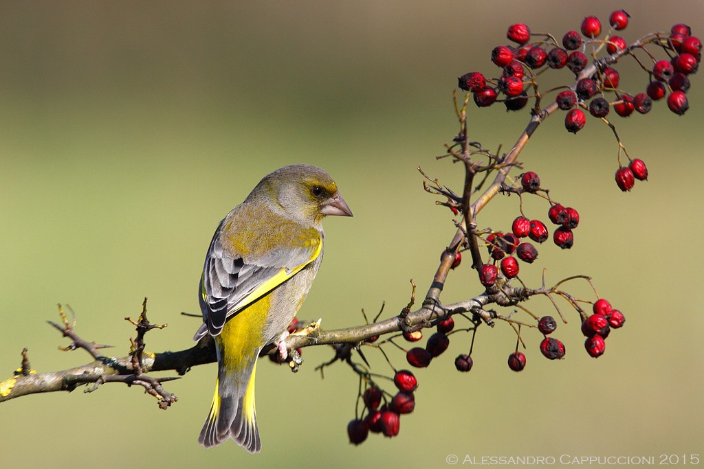 Verdone (Chloris chloris): Verdone (Chloris chloris)