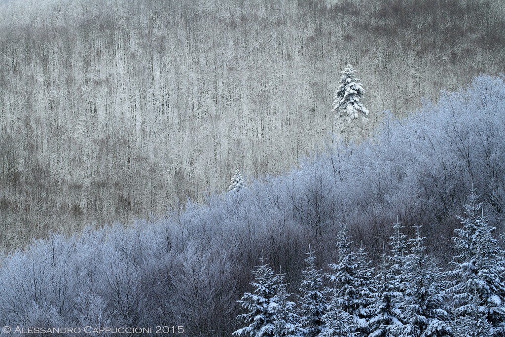 Foresta di Vallombrosa: Foresta di Vallombrosa