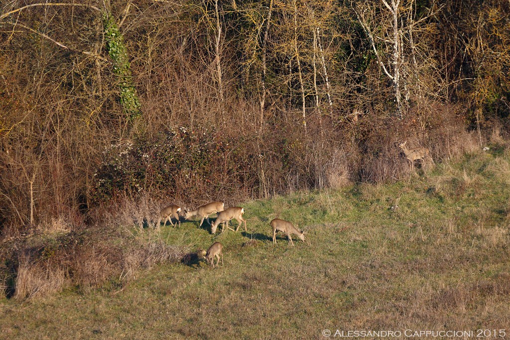 Capriolo (Capreolus capreolus): Capriolo (Capreolus capreolus)