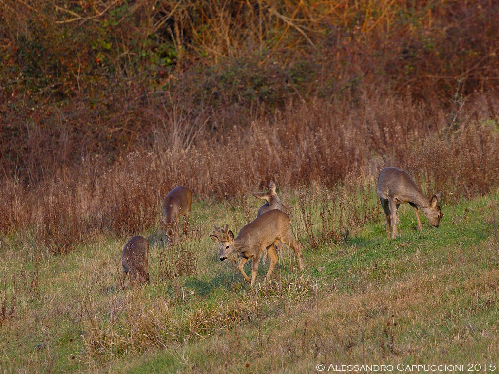 Capriolo (Capreolus capreolus): Capriolo (Capreolus capreolus)