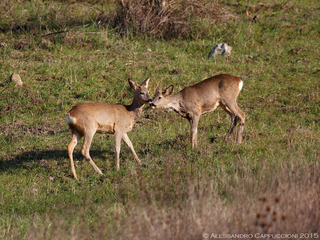 Capriolo (Capreolus capreolus): Capriolo (Capreolus capreolus)