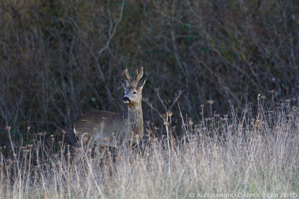 Capriolo (Capreolus capreolus): Capriolo (Capreolus capreolus)