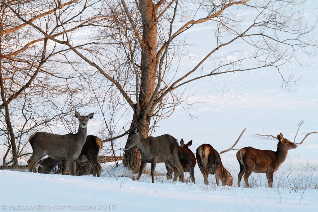 Cervus elaphus, Foreste Casentinesi: Cervus elaphus, Foreste Casentinesi