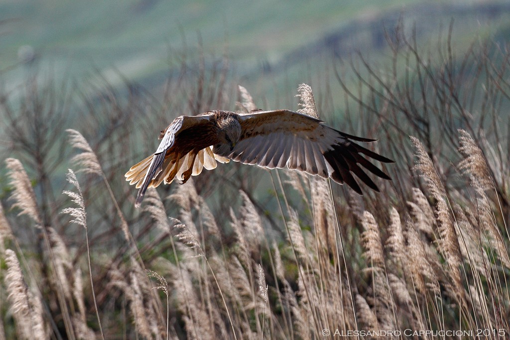 Falco di palude, Circus aeruginonus: Falco di palude, Circus aeruginonus