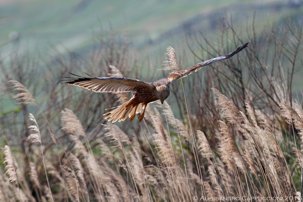 Falco di palude, Circus aeruginonus: Falco di palude, Circus aeruginonus